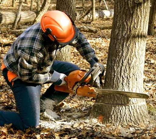 Tree Removal in Lehigh, OK